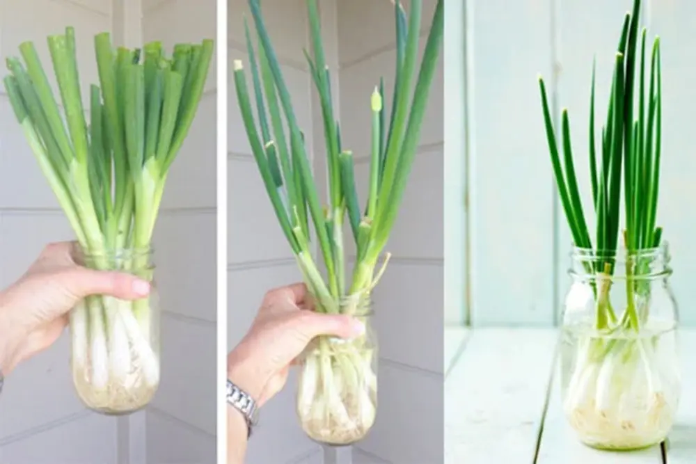 Ngâm hành lá trong nước là cách bảo quản hành lá tươi lâu không cần tủ lạnh, hành vẫn tiếp tục phát triển