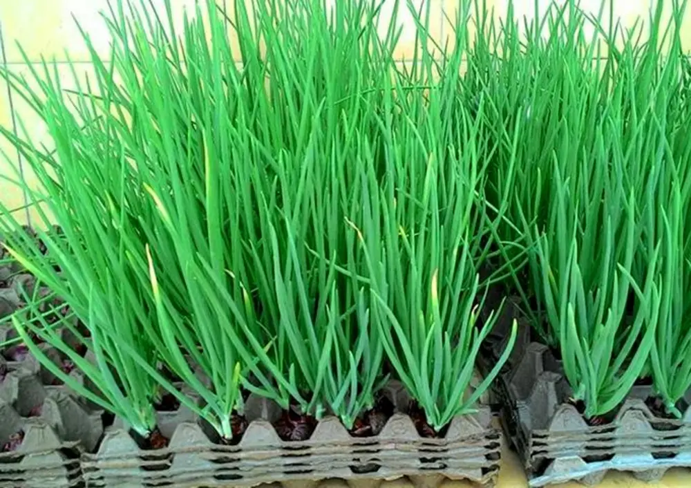 Trồng hành lá trong chậu là cách bảo quản hành lá được lâu nhất, cung cấp hành tươi liên tục cho gia đình