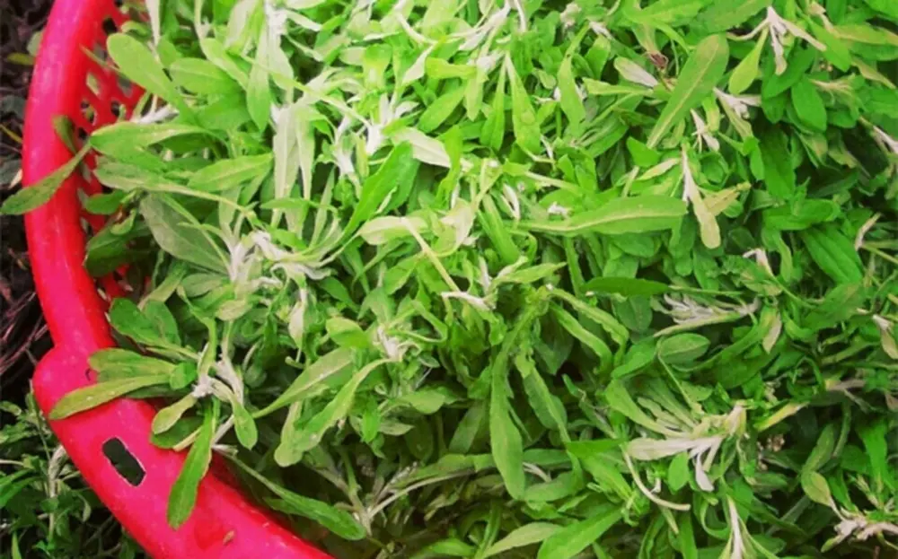 Sơ chế rau khúc kỹ lưỡng, đặc biệt là để rau thật ráo nước là bước đầu tiên trong cách bảo quản rau khúc