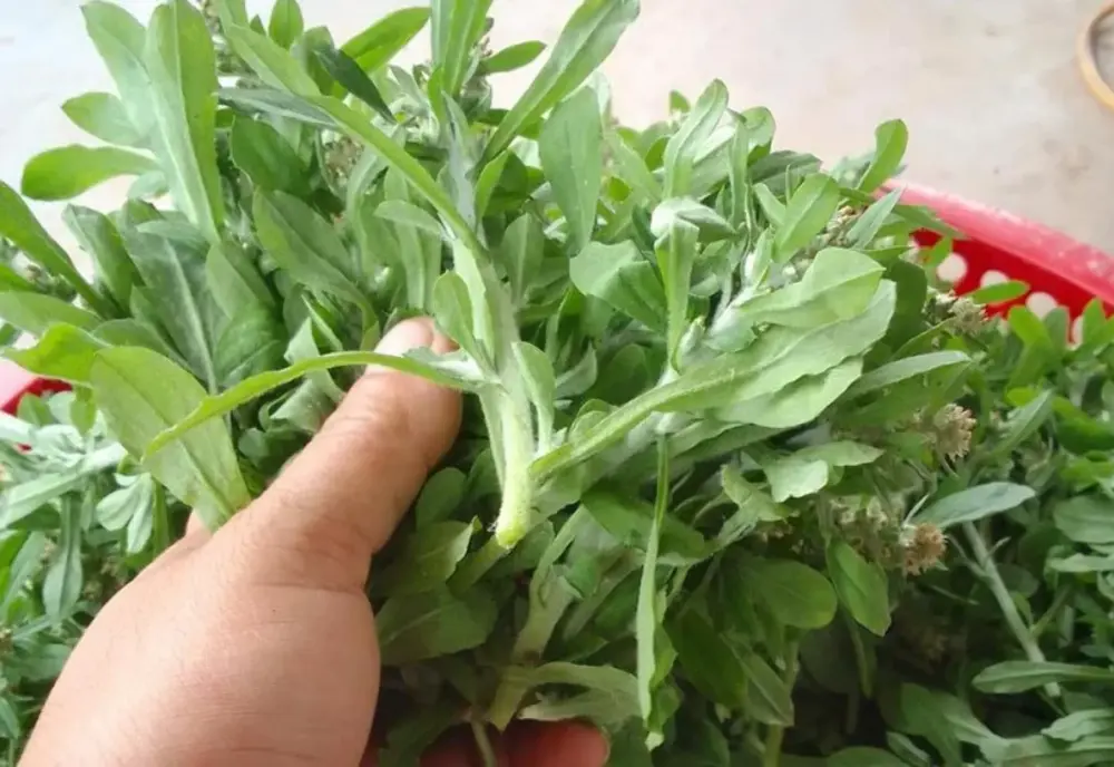 Lựa chọn rau khúc tươi ngon và tuân thủ các nguyên tắc vệ sinh là chìa khóa để bảo quản thành công