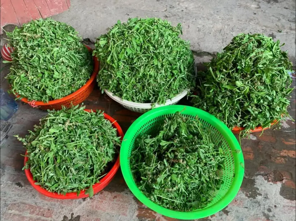 Để rau khúc thật ráo nước là bước bắt buộc trước khi tiến hành sấy khô
