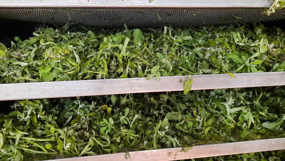 Sấy khô là cách bảo quản rau khúc được lâu, giữ lại hương vị đặc trưng cho món bánh khúc