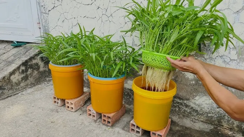 Cắm gốc rau muống vào nước là một cách bảo quản rau muống không cần tủ lạnh hiệu quả, giúp rau giữ được độ tươi trong vài ngày