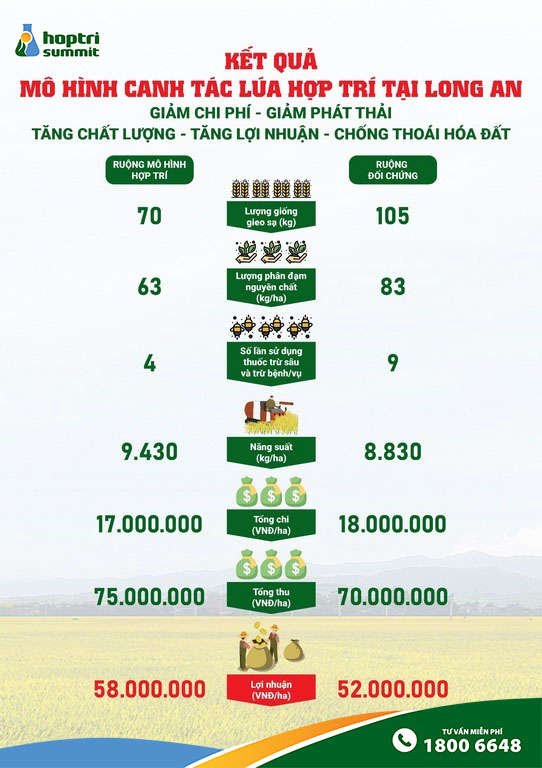 Cánh đồng lúa áp dụng quy trình Hợp Trí tại Mộc Hóa, Long An